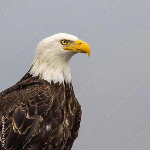 Bald eagle photo