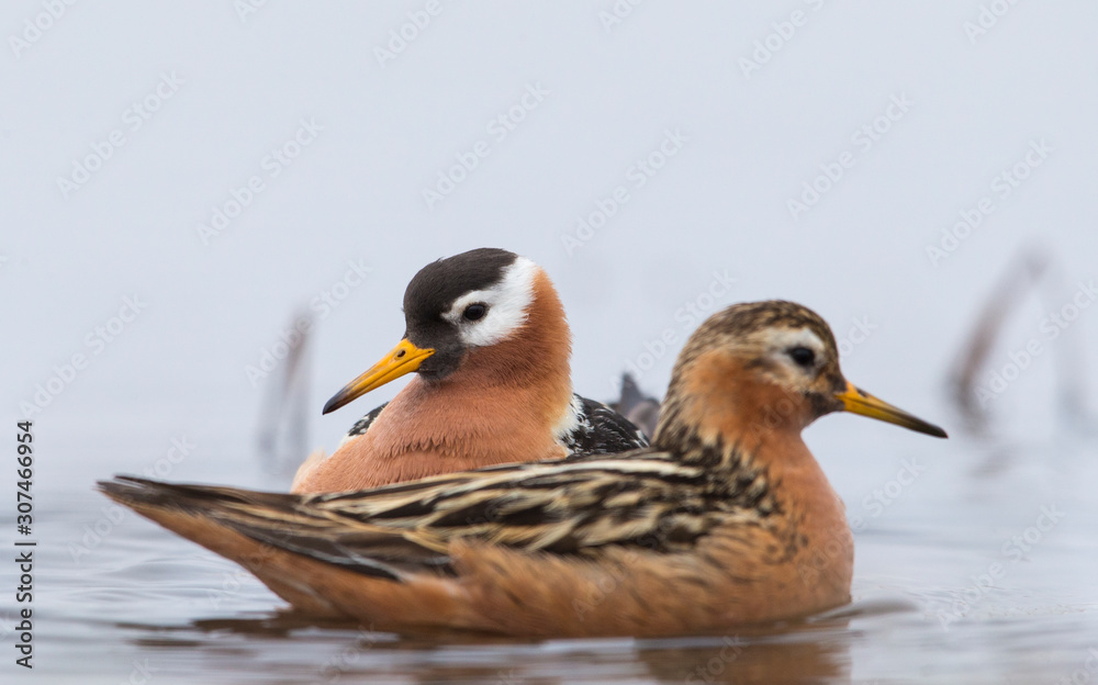 Seabirds on water