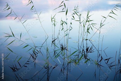 Reeds in water