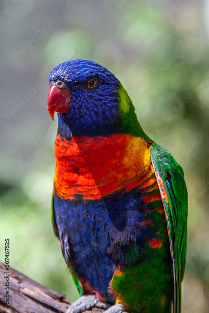 Lorikeet