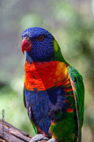 Lorikeet