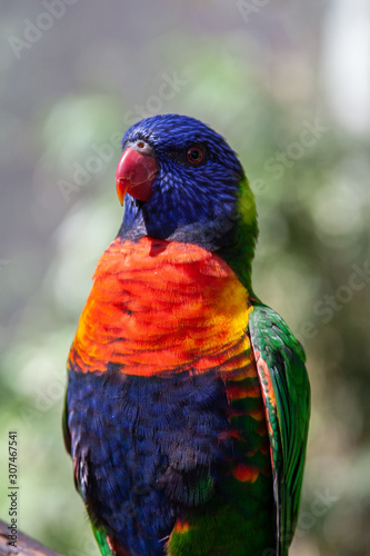 Lorikeet