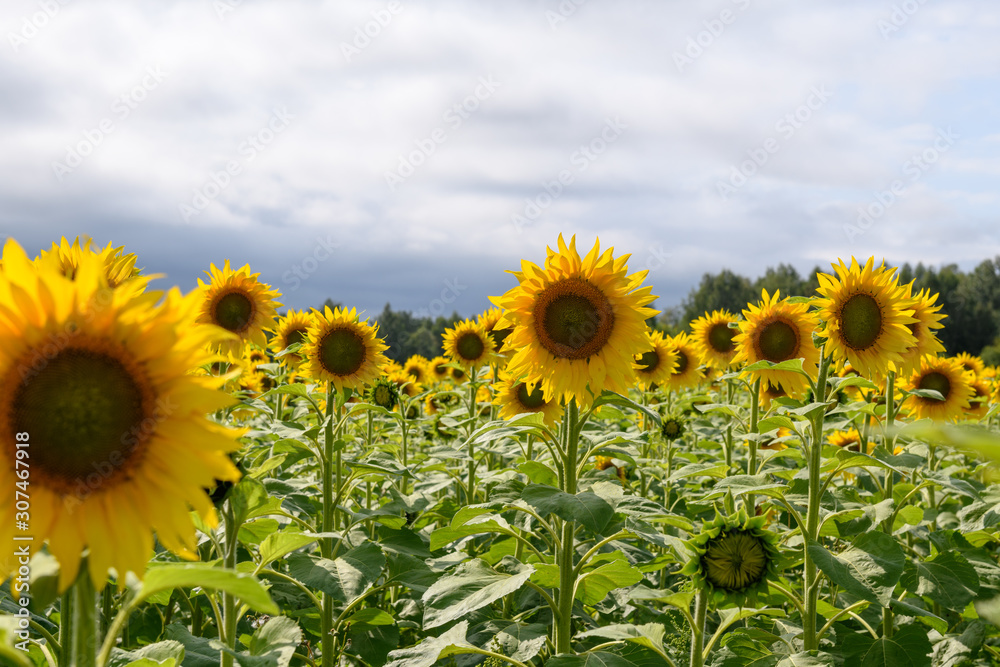 Fototapeta premium Sunflower field landscape natural background