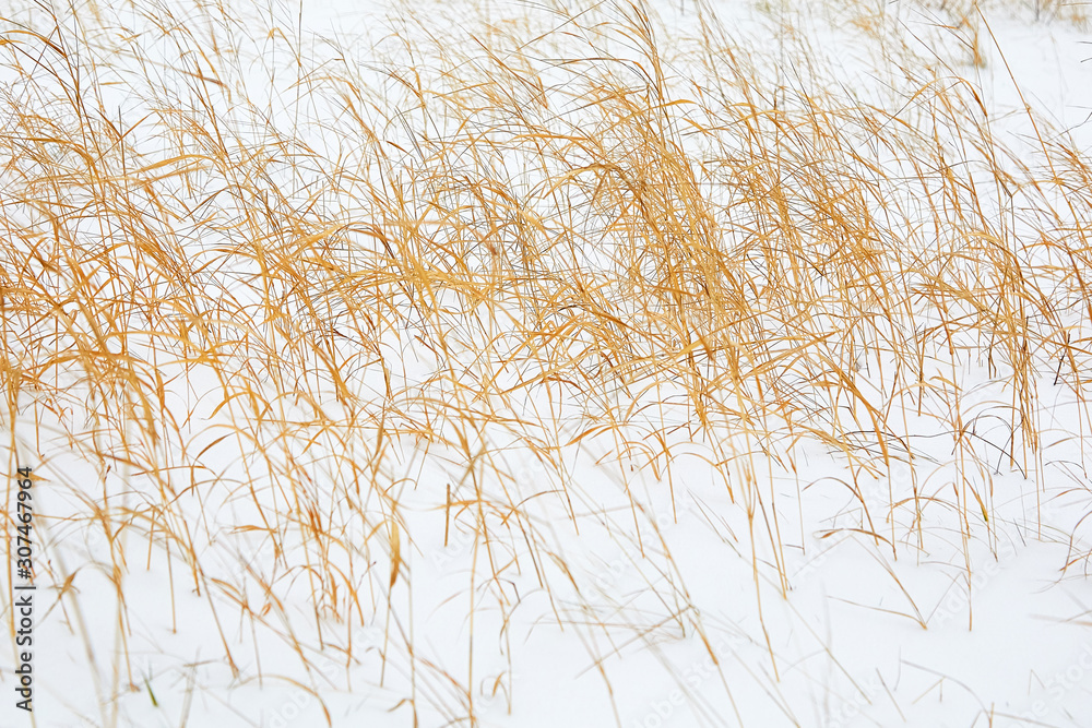 Yellow dried-up reed on white snow fluctuates from wind. Winter motive Yellow dried-up reed on white snow fluctuates from wind. Winter motive