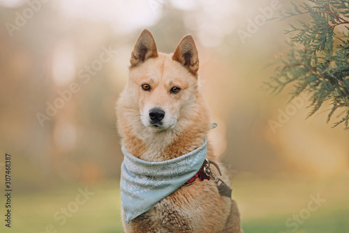 red mixed breed dog in a bandana posing outdoors in summer