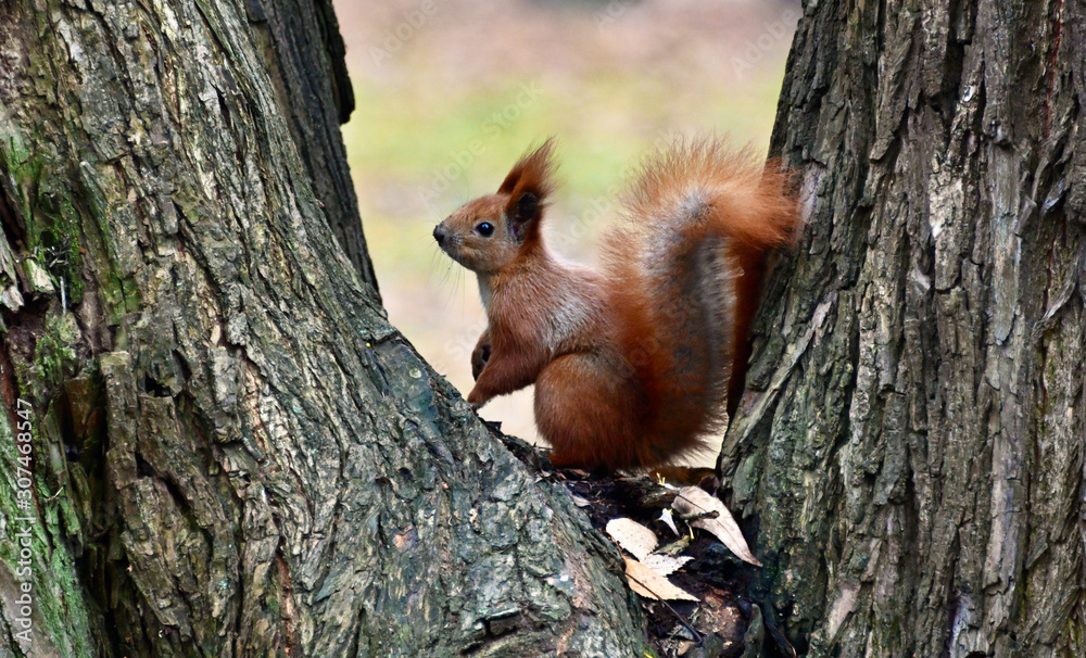 red squirrel from the park close-up red squirrel from the park close-up