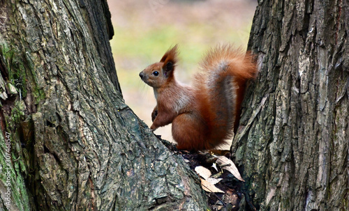 red squirrel from the park close-up © Igo_Rys