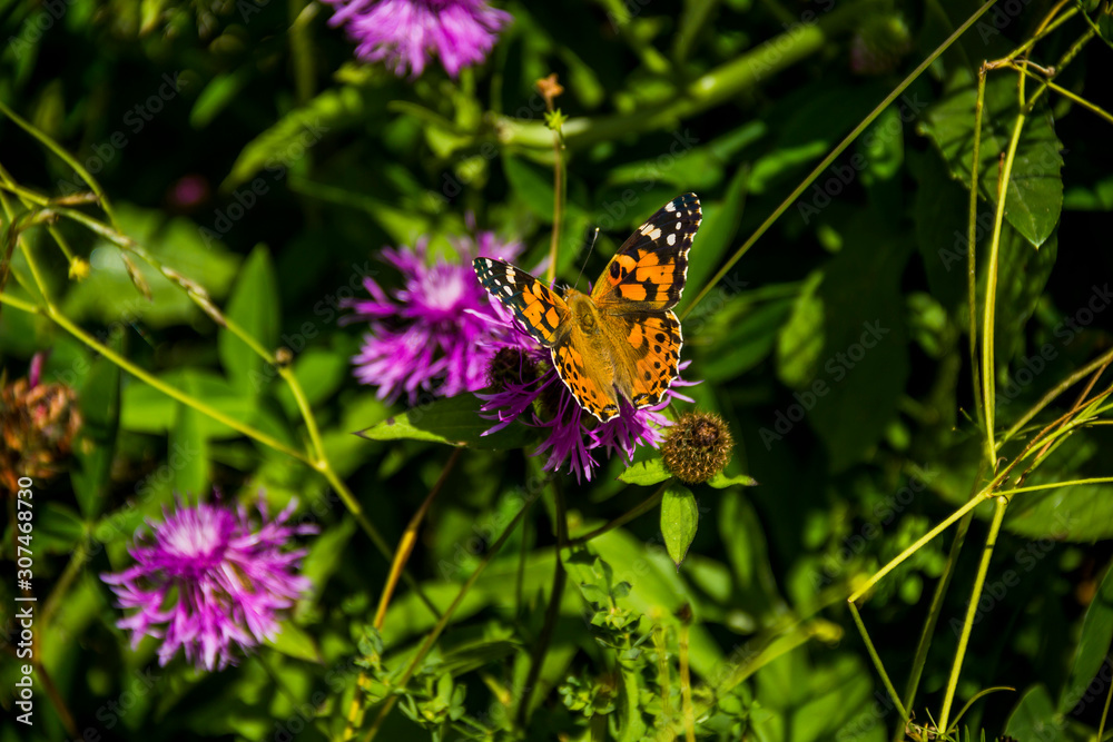 butterfly on flower