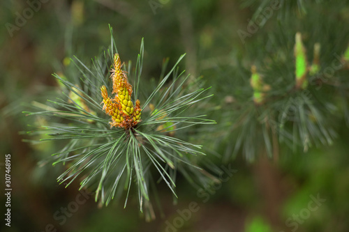 Blooming pine branch on a blurry background.