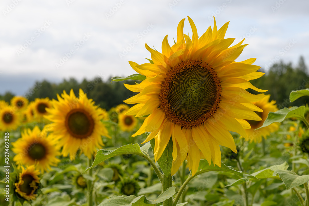 Sunflower field landscape natural background Sunflower field landscape natural background