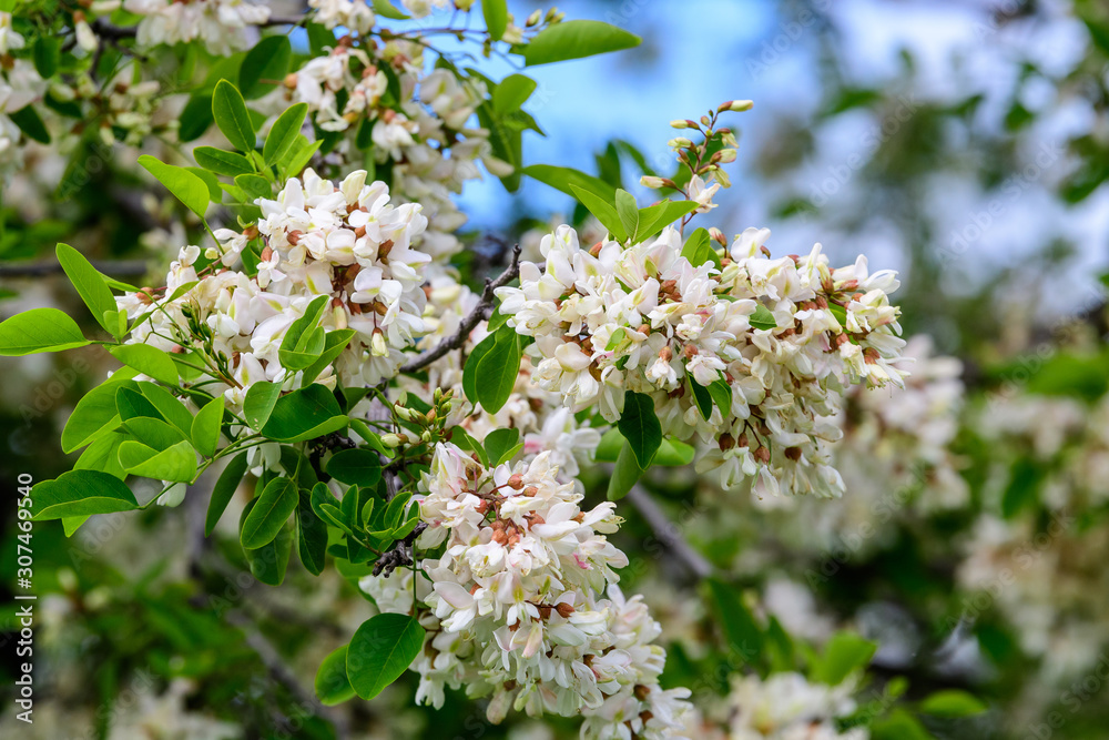 White flowers of Robinia pseudoacacia commonly known as black locust, and green leaves on small branches in a forest during a summer day White flowers of Robinia pseudoacacia commonly known as black locust, and green leaves on small branches in a forest during a summer day