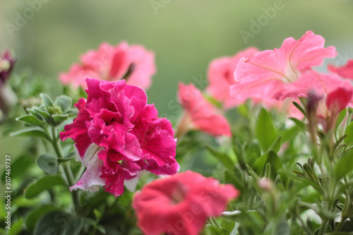 Red annual blooming flowers on the balcony overlooking the street. Blooming petunia.