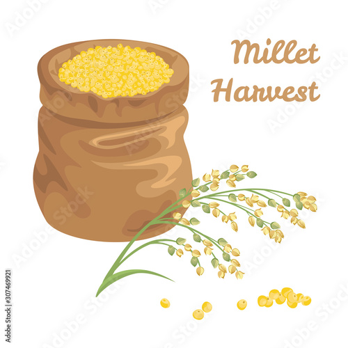 Sack full of proso millet grains isolated on white background. Vector illustration of cereal plant and heap of yellow seeds in cartoon simple flat style.