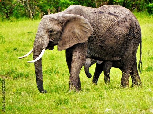 the family walk