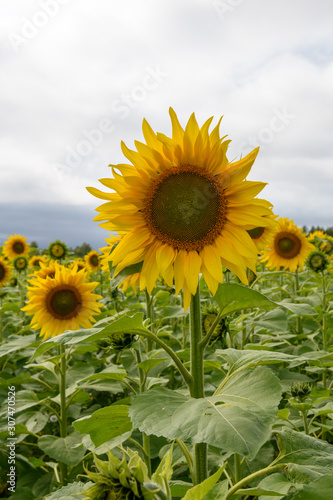 Sunflower field landscape natural background