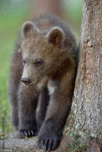Cub of Brown bear (Ursus Arctos Arctos) in the summer forest. Natural green Background