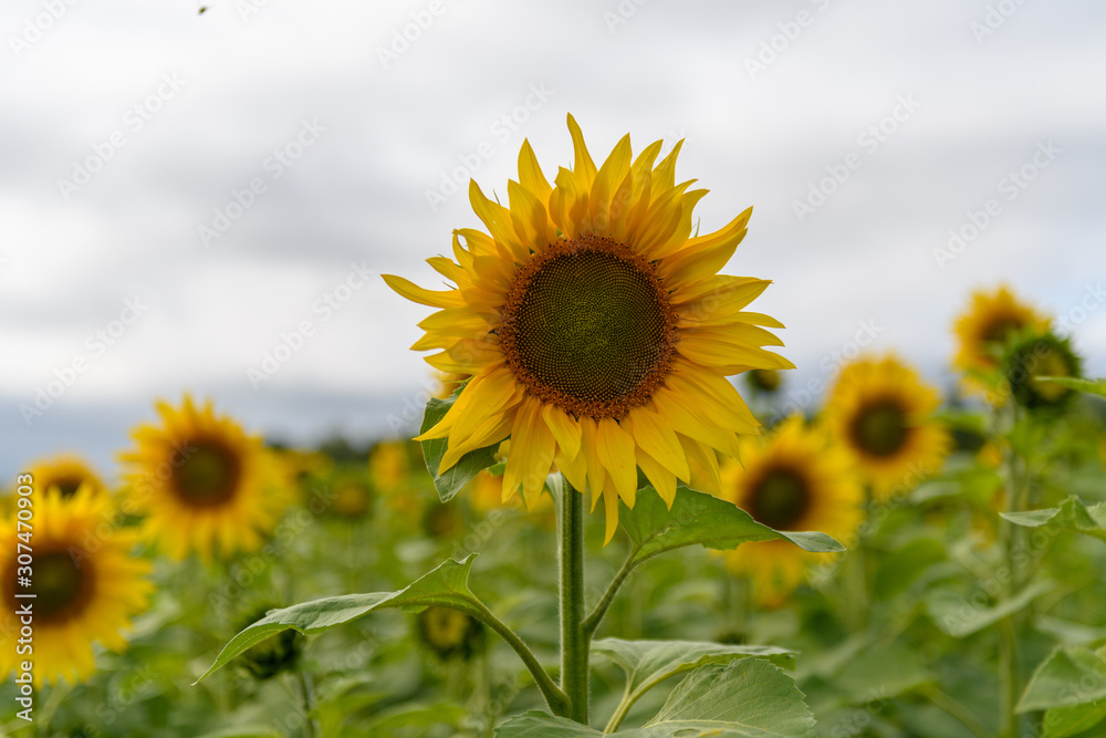 Sunflower field landscape natural background