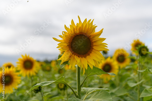 Sunflower field landscape natural background