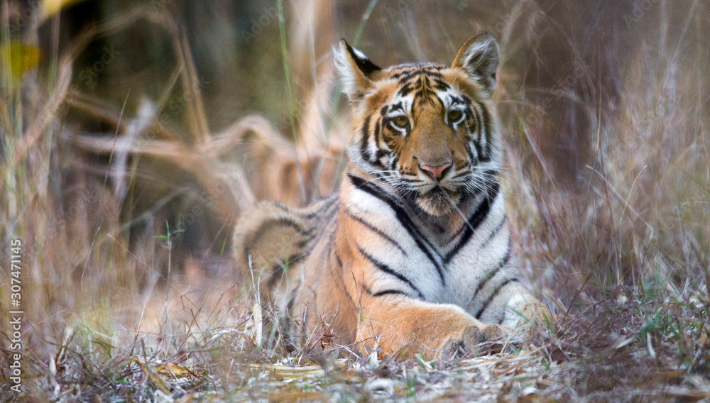 Tiger looking at camera Stock Photo | Adobe Stock