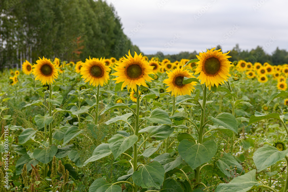 Sunflower field landscape natural background Sunflower field landscape natural background