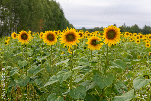 Sunflower field landscape natural background