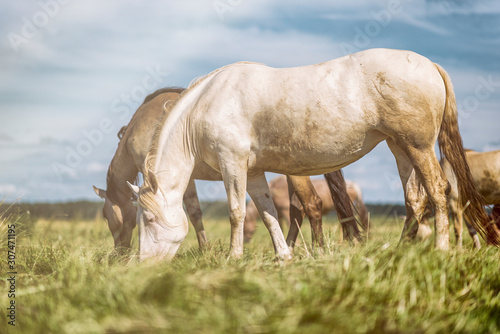 Horses graze on the field in summer. Photographed close-up.