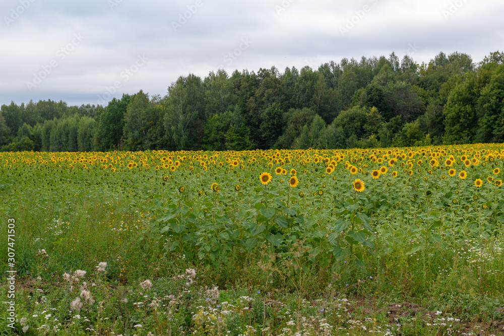 Obraz premium Sunflower field landscape natural background