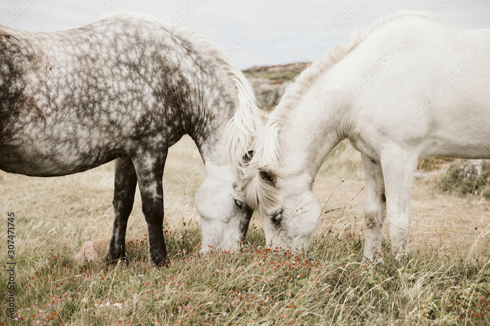 Two horses grazing on sea coast Two horses grazing on sea coast