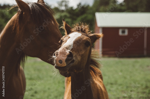 Two horses photo