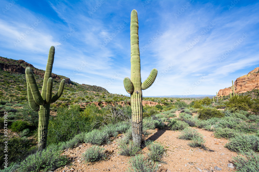 Arizona landscape with Saguaro cactus