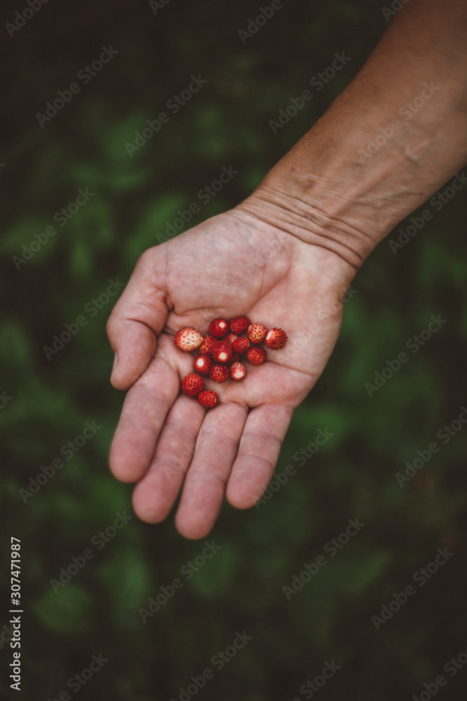 Person holding wild strawberries Person holding wild strawberries