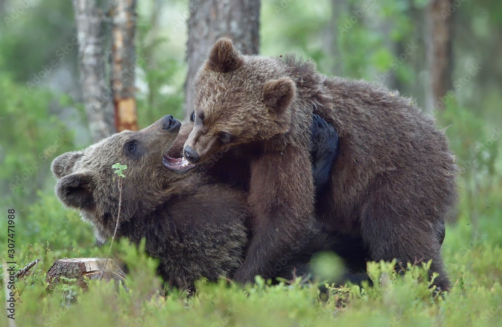 The Cubs of Brown bears (Ursus Arctos Arctos) playfully fighting, The summer forest. Natural green Background