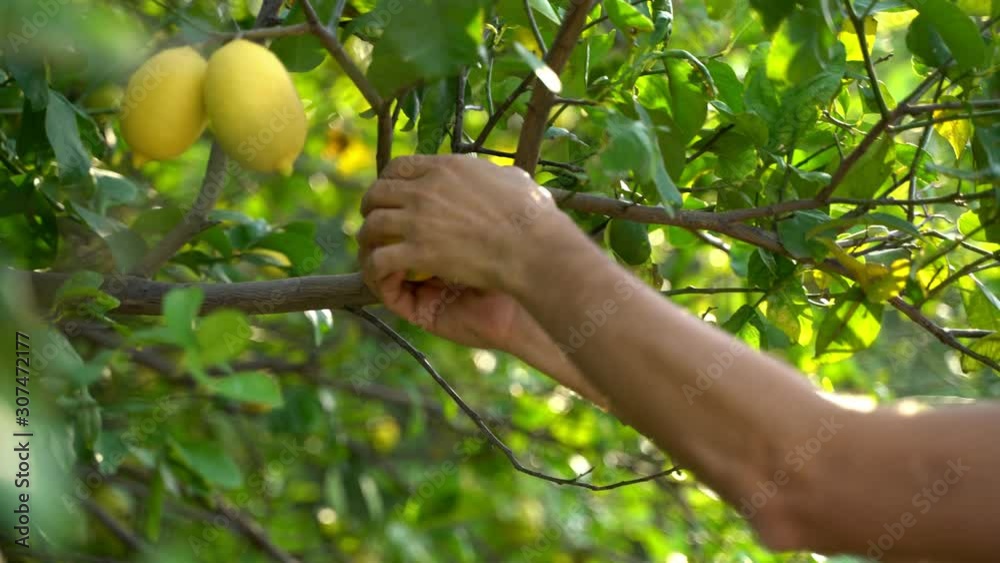 Farmer picking lemon fruits and guy squeezing a fresh and juicy lemon from lemon trees agricultural orchard and in the Mediterranean Farmer picking lemon fruits and guy squeezing a fresh and juicy lemon from lemon trees agricultural orchard and in the Mediterranean
