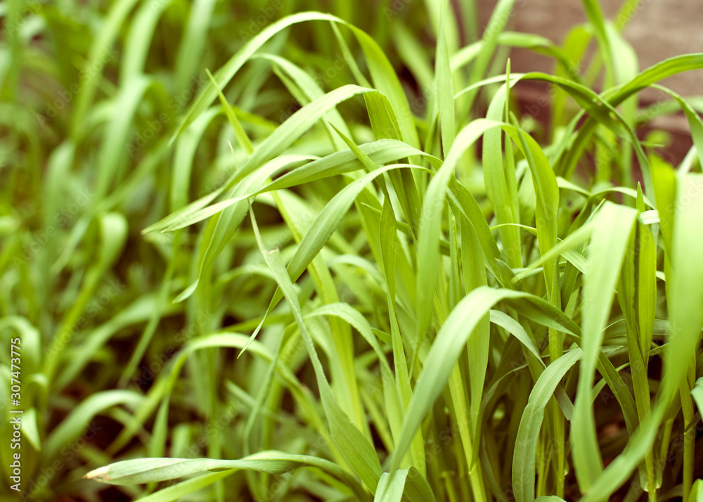 Green grass wheat grass in full growth on a sunny summer day. Texture. Selective focus. Green grass wheat grass in full growth on a sunny summer day. Texture. Selective focus.