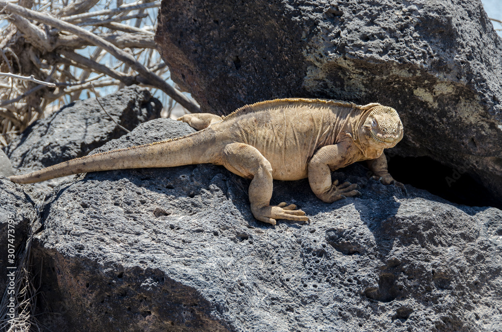 Land Iguana of Santa Fe - Santa Fe Island - Galapagos Islands - Ecuador Land Iguana of Santa Fe - Santa Fe Island - Galapagos Islands - Ecuador