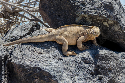 Land Iguana of Santa Fe - Santa Fe Island - Galapagos Islands - Ecuador