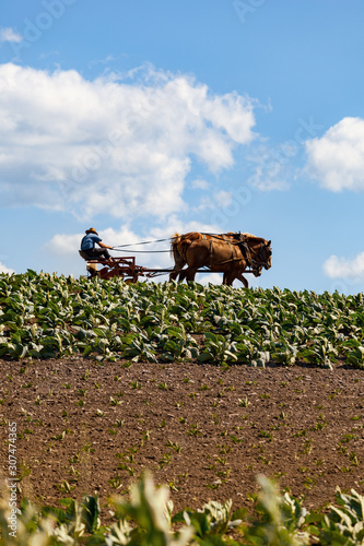 The Amish farmer with horses in tobacco field photo