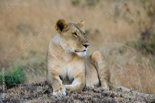 Liones - Masai Mara National Reserve - Kenya