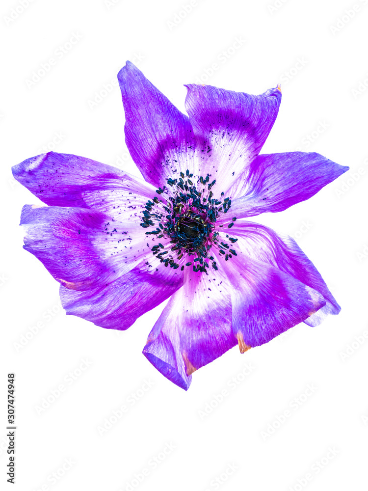 Anemones Anemones