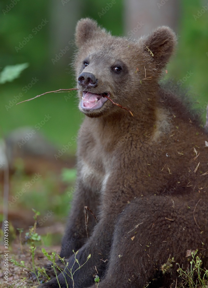 Cub of Brown bear (Ursus Arctos Arctos) in the summer forest. Natural green Background Cub of Brown bear (Ursus Arctos Arctos) in the summer forest. Natural green Background