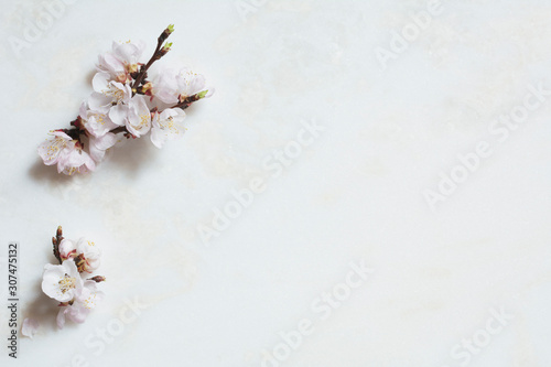 Cherry blossoms photo