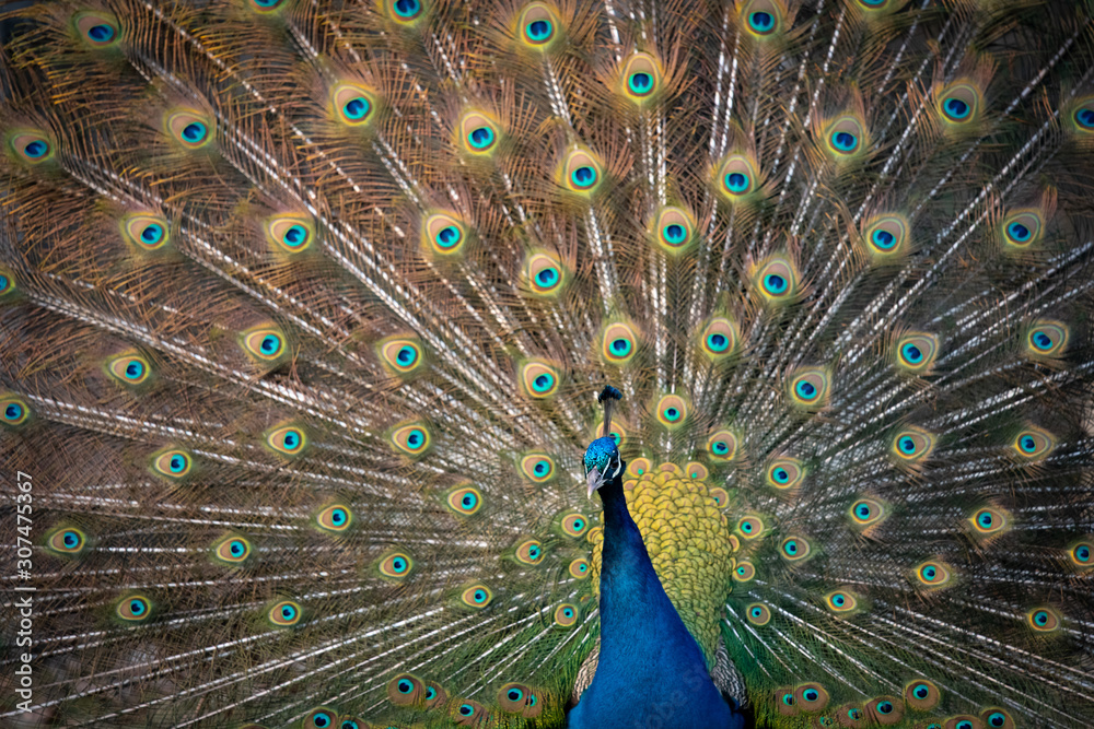 Fototapeta premium Pfau