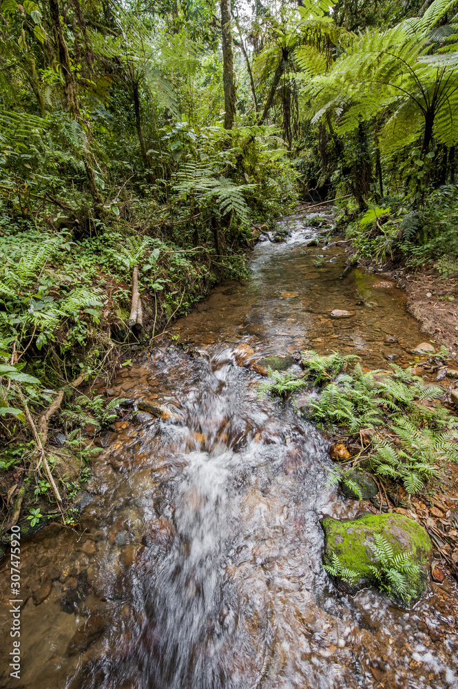 Small waterfall in the dark forest. Waterfalls and vegetation inside the Bwindi Impenetrable Forest Small waterfall in the dark forest. Waterfalls and vegetation inside the Bwindi Impenetrable Forest