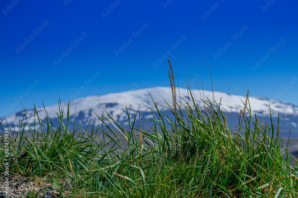 Gras in front of a winter dressed volcano in Iceland