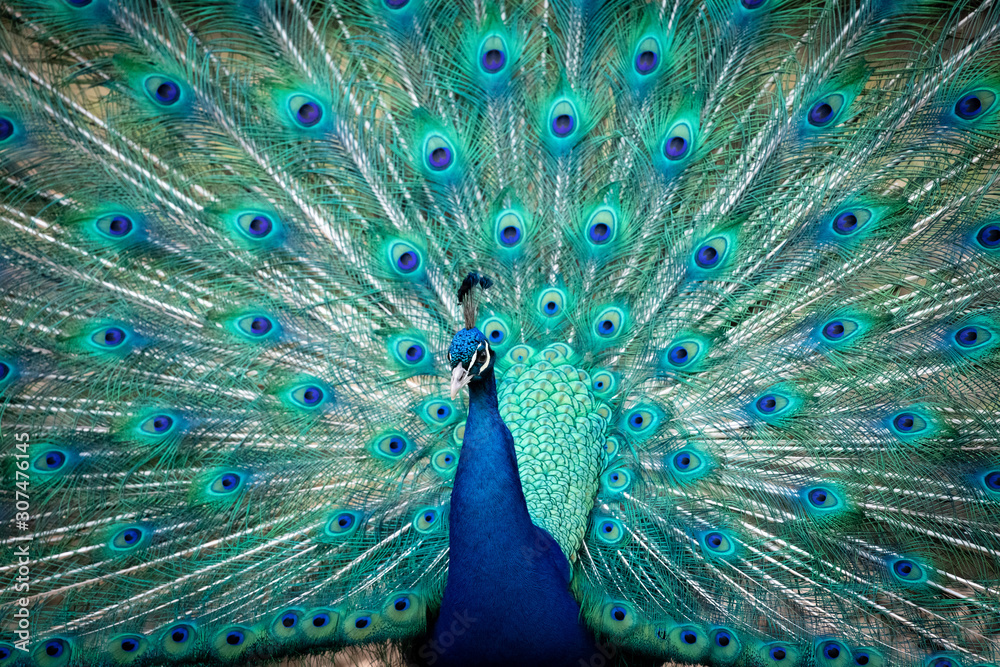 Obraz premium Blauer Pfau
