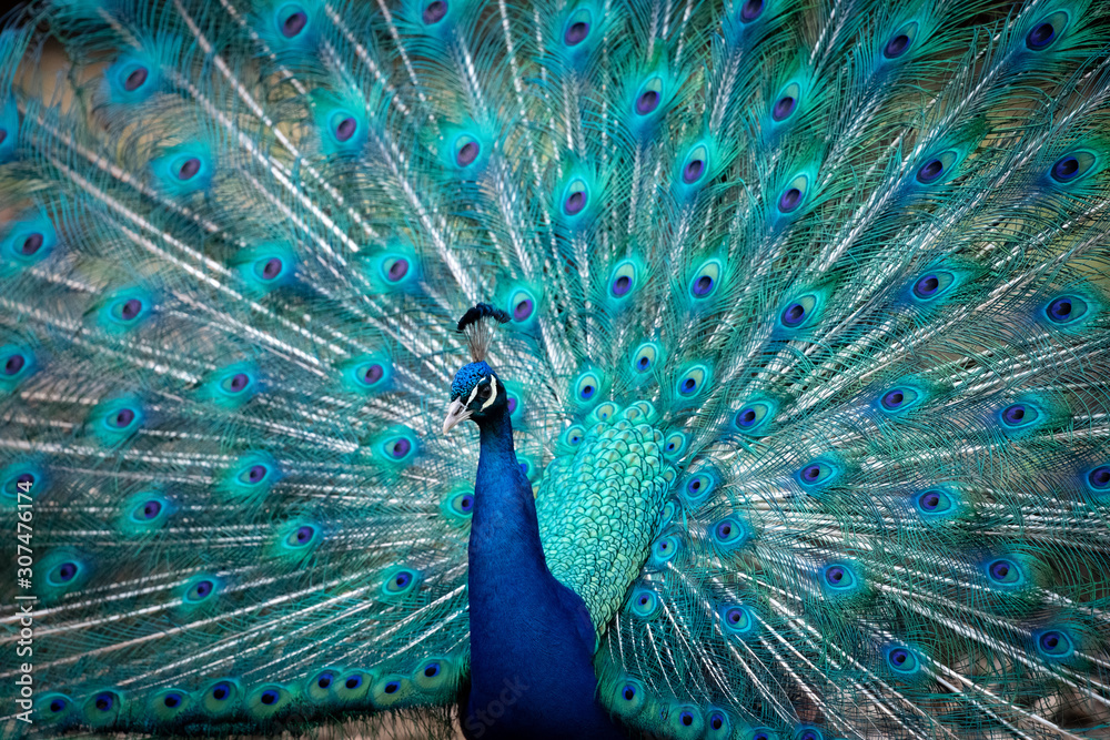Obraz premium Blauer Pfau