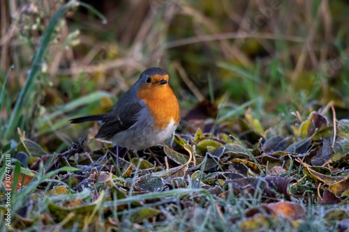 A close up portrait of a robin sitting on the ground in the grass in a garden. A great post or greeting card of a song bird. © Joeri
