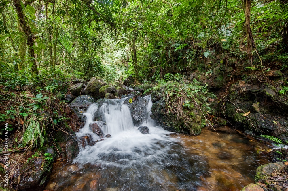 Small waterfall in the dark forest. Waterfalls and vegetation inside the Bwindi Impenetrable Forest Small waterfall in the dark forest. Waterfalls and vegetation inside the Bwindi Impenetrable Forest
