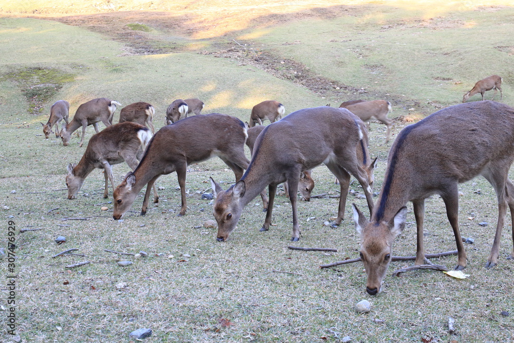 Nara Park in Nara Prefecture, Japan and the scenery of deer living in the park Nara Park in Nara Prefecture, Japan and the scenery of deer living in the park