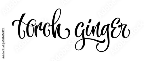 Vector hand drawn calligraphy style lettering word - torch ginger. Labels, shop design, cafe decore etc Isolated script spice text logo. Vector lettering design element.